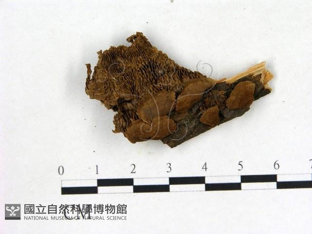 登錄號:F0009457藏品圖，第1張