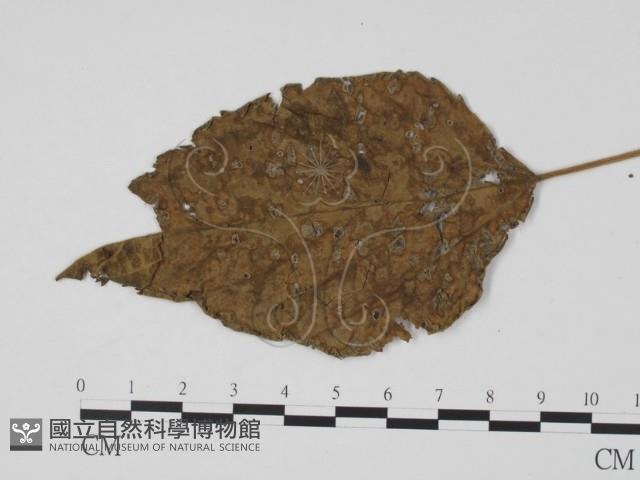 登錄號:F0019457藏品圖，第1張