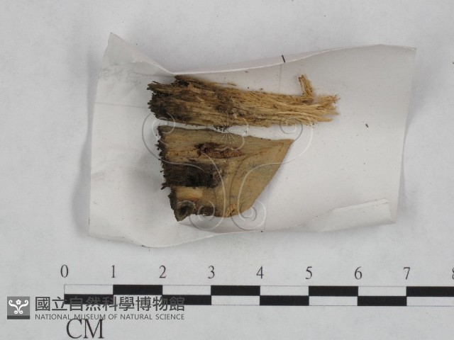 登錄號:F0023457藏品圖，第1張