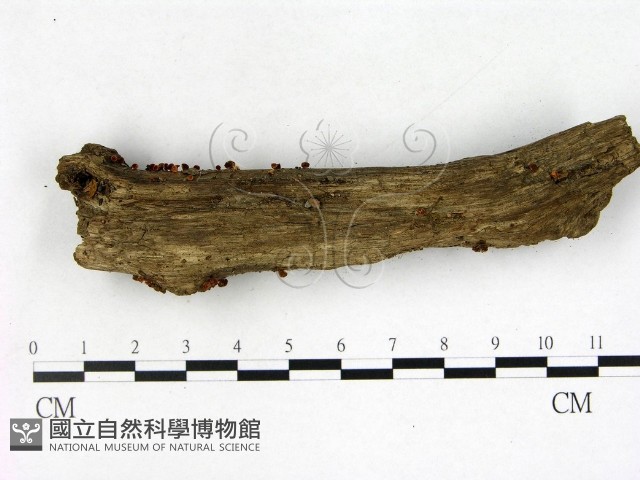 登錄號:F0003457藏品圖，第1張