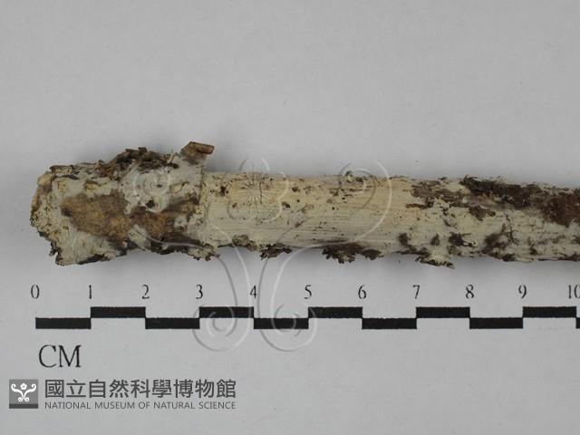 絲齒菌屬藏品圖，第1張