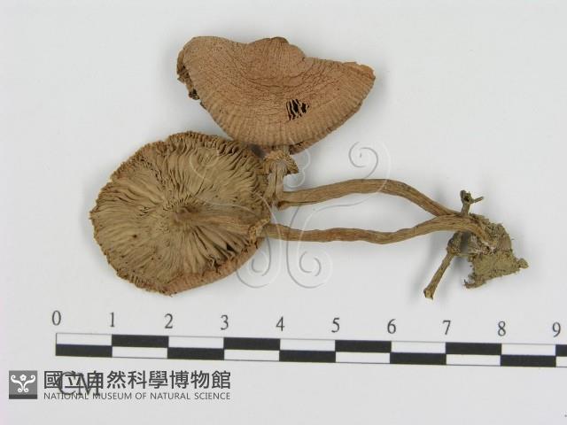 登錄號:F0020757藏品圖，第1張