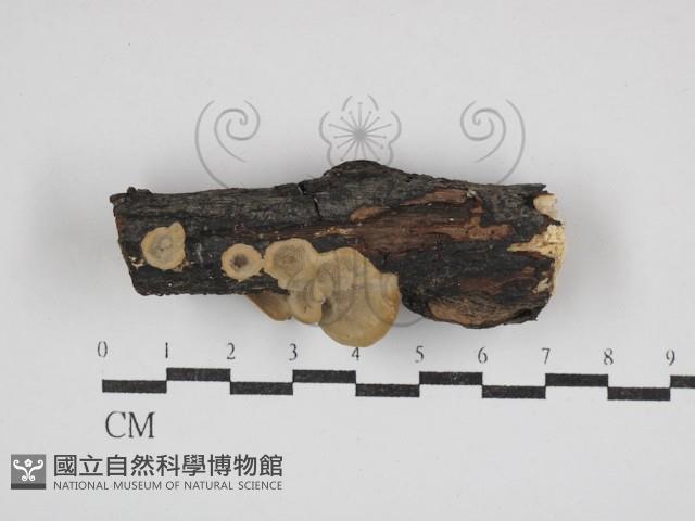 登錄號:F0030757藏品圖，第1張