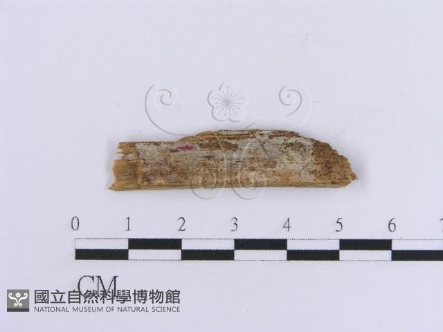 登錄號:F0016757藏品圖，第1張