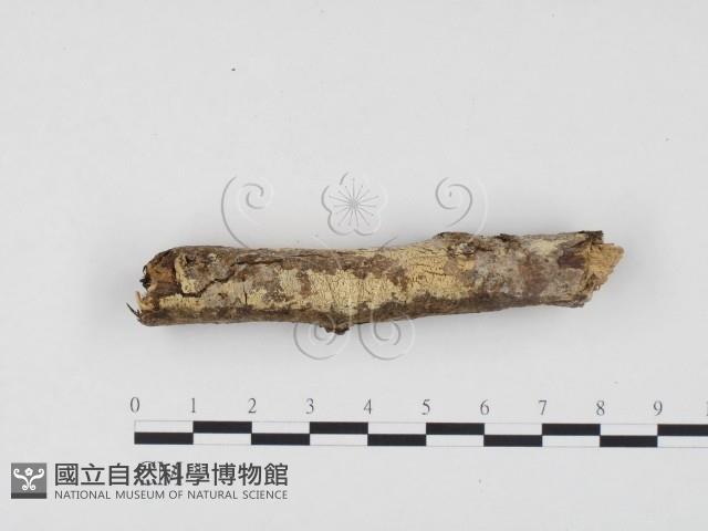 冇骨消絲齒菌藏品圖，第1張