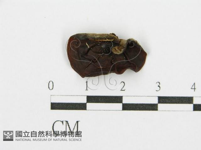 毛木耳藏品圖，第1張