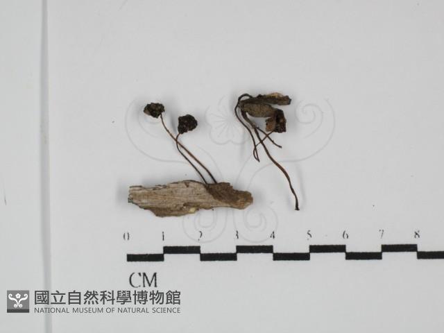 小菇屬藏品圖，第1張