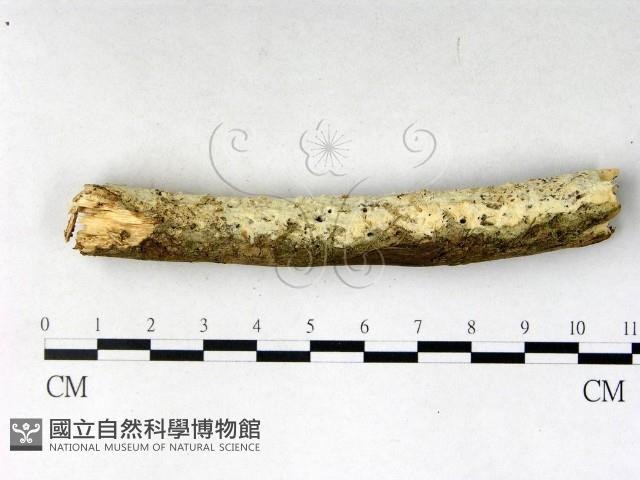 絲齒菌屬藏品圖，第1張