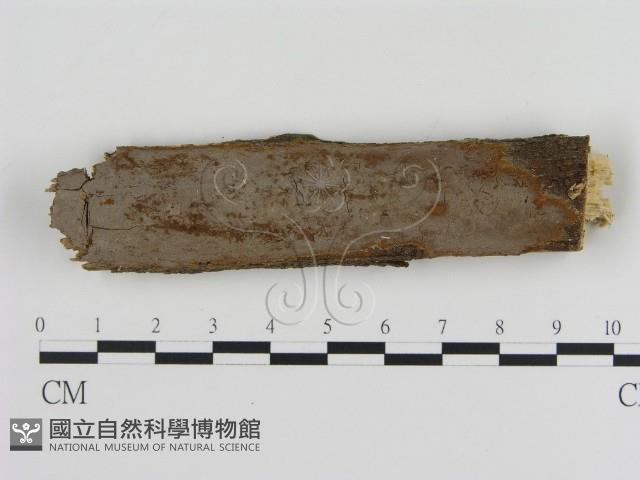 刺革菌屬藏品圖，第1張