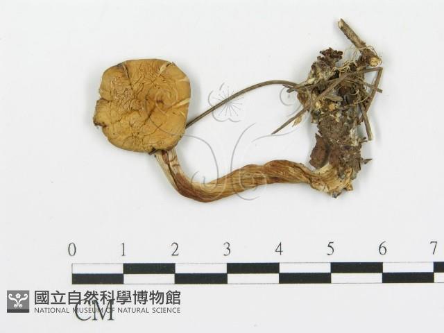登錄號:F0012757藏品圖，第1張