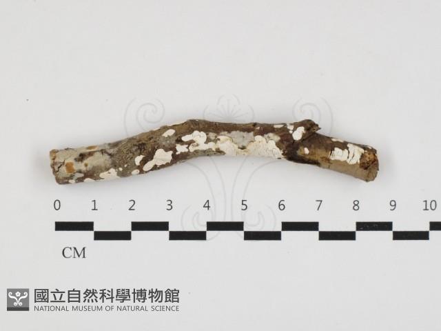 登錄號:F0032757藏品圖，第1張