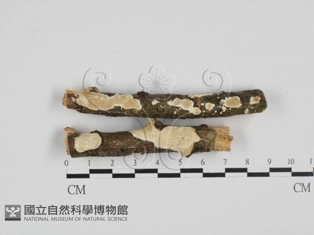 登錄號:F0027757藏品圖，第1張