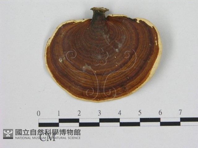小孔菌屬藏品圖，第1張