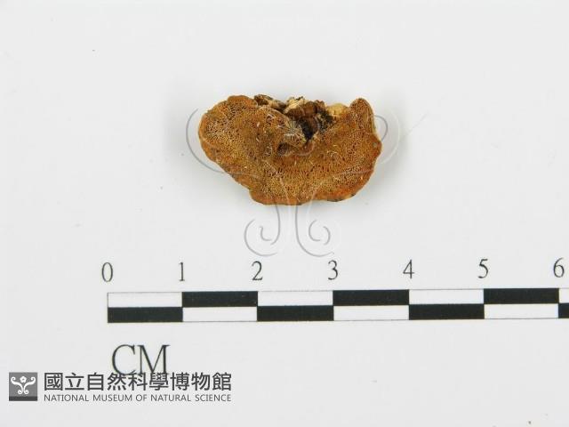 登錄號:F0005757藏品圖，第1張