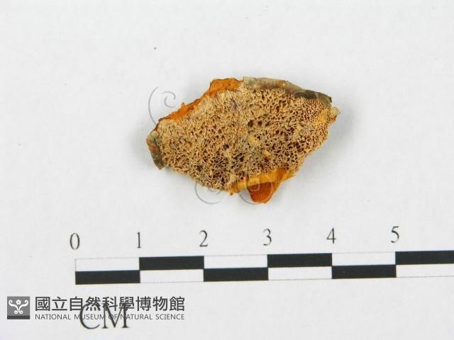 登錄號:F0009757藏品圖，第1張