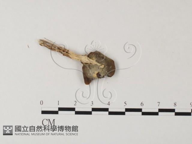 多孔菌屬藏品圖，第1張