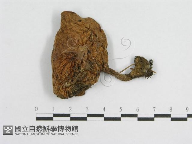 登錄號:F0003757藏品圖，第1張