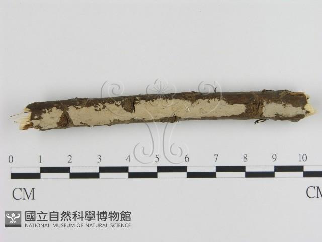 刺皮菌屬藏品圖，第1張
