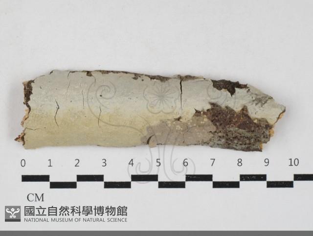 燈籠囊擬射脈菌藏品圖，第1張