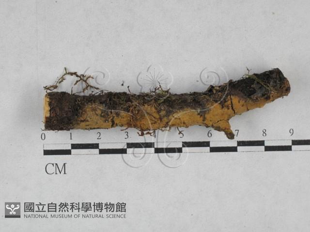 登錄號:F0028557藏品圖，第1張