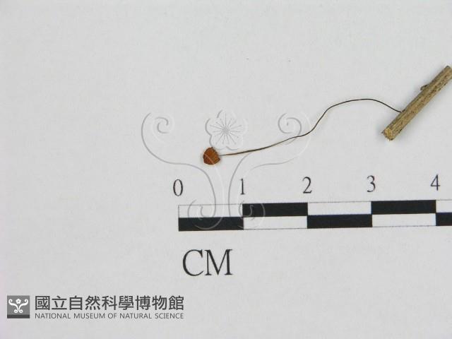 登錄號:F0008557藏品圖，第1張