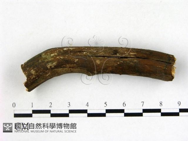 館號:F0000557藏品圖，第1張