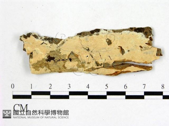 顯絲菌屬藏品圖，第1張