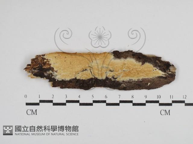 登錄號:F0030557藏品圖，第1張