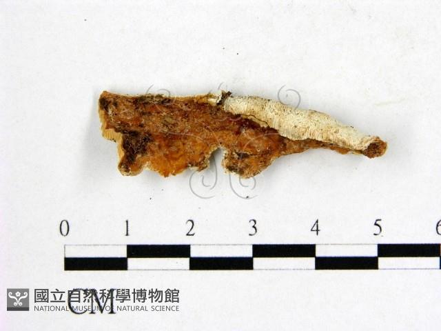 登錄號:F0006557藏品圖，第1張