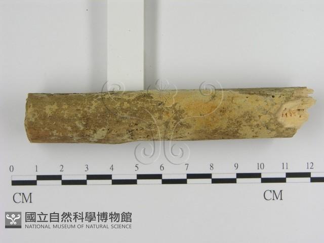 絲齒菌屬藏品圖，第1張