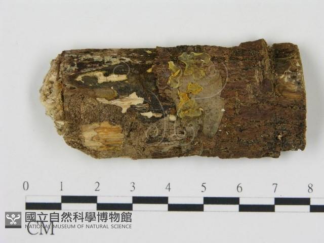 登錄號:F0001557藏品圖，第1張