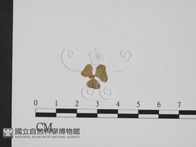 登錄號:F0011557藏品圖，第1張