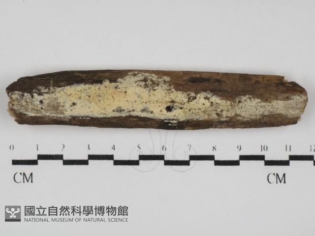 登錄號:F0031557藏品圖，第1張