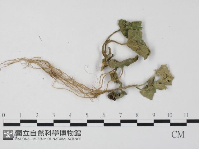 白粉病藏品圖，第1張
