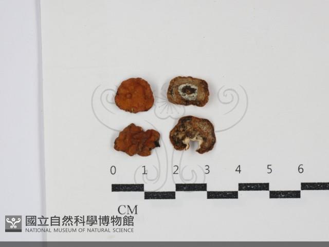 登錄號:F0034557藏品圖，第1張