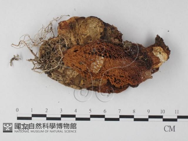 登錄號:F0012557藏品圖，第1張