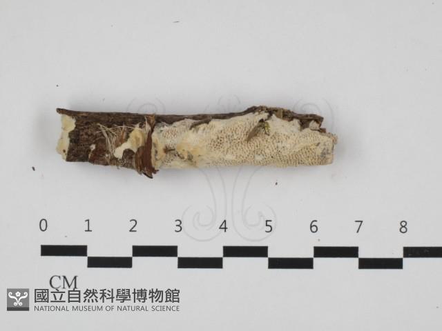 登錄號:F0032557藏品圖，第1張