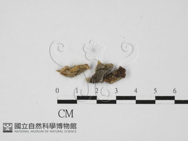 韌革菌屬藏品圖，第1張