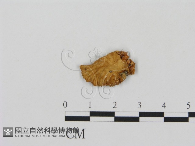 登錄號:F0007557藏品圖，第1張