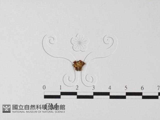 登錄號:F0015557藏品圖，第1張