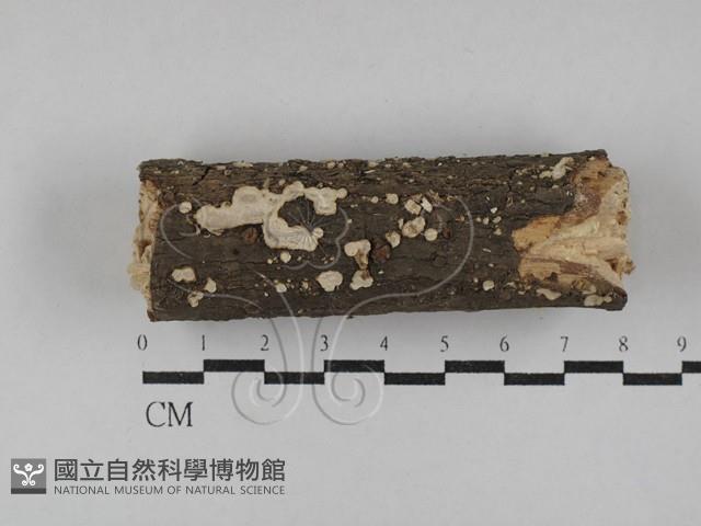刺皮菌屬藏品圖，第1張