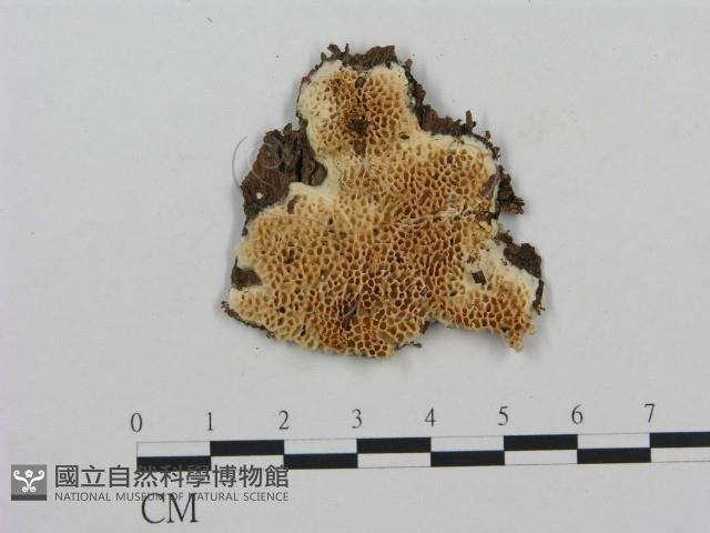 登錄號:F0009557藏品圖，第1張