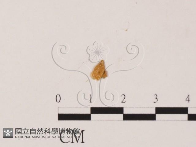 登錄號:F0019557藏品圖，第1張