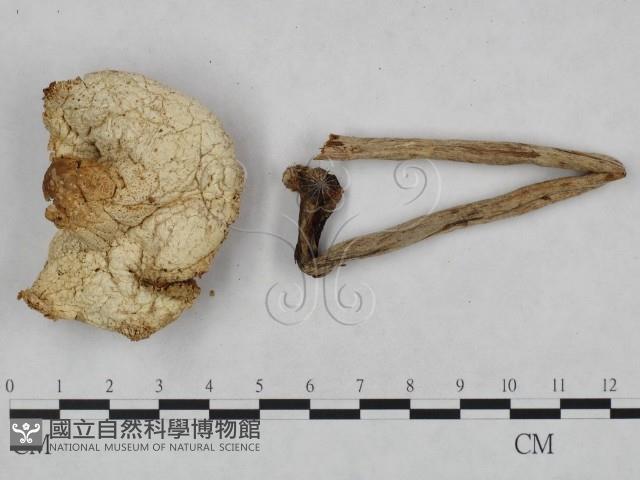 登錄號:F0023557藏品圖，第1張