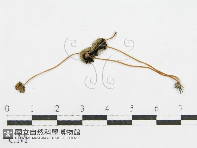 登錄號:F0003557藏品圖，第1張