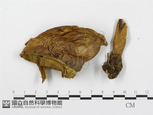 登錄號:F0013557藏品圖，第1張