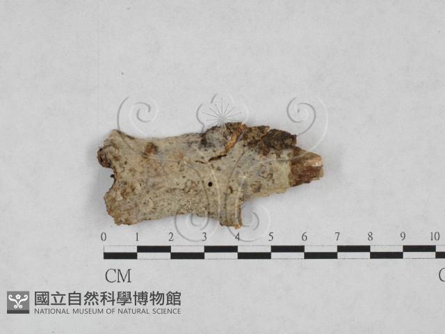 登錄號:F0028157藏品圖，第1張