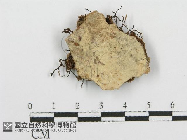 登錄號:F0020157藏品圖，第1張