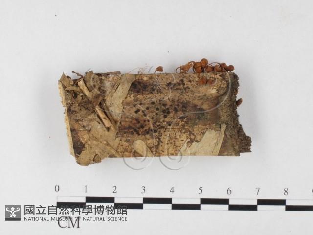 小菇屬藏品圖，第1張