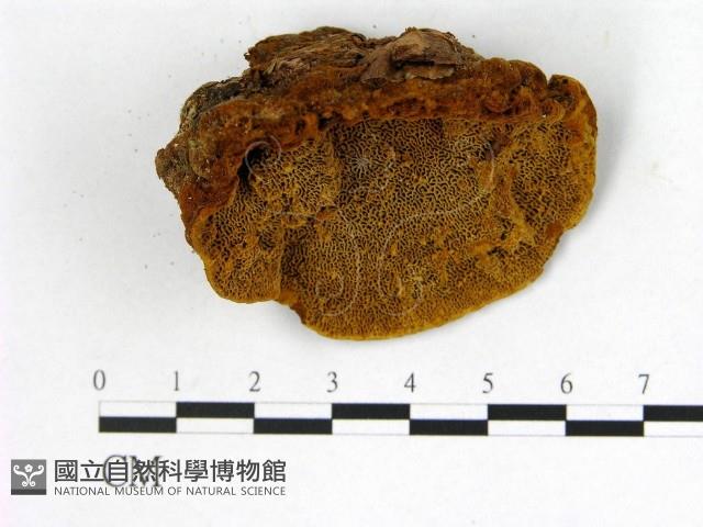 登錄號:F0006157藏品圖，第1張